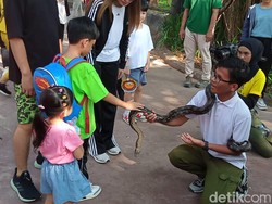 Aksi Menggemaskan Jan Ethes Pegang Ular Hingga Naik Kuda Poni