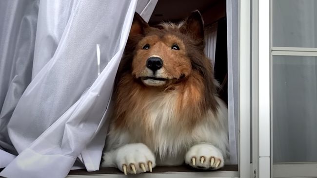Pria asal Jepang, Toco, 'berubah' menjadi anjing Collie karena ukuran tubuhnya yang hampir mirip dengan manusia. Berikut beberapa fakta menarik anjing Collie.