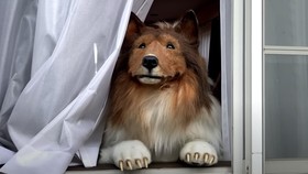 9 Fakta Menarik Anjing Collie, Anjing yang Ditiru Pria Jepang