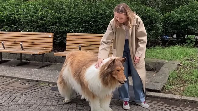 Toco, manusia berkostum anjing Collie asal Jepang mengaku sempat gugup saat mau keluar rumah dan tampil di depan umum.