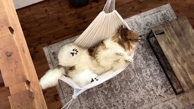 Bukan Lelah Jadi Manusia, Ini Alasan Pria Jepang 'Berubah' Jadi Anjing