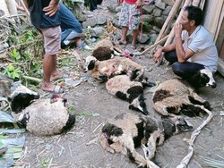 Anjing Liar Meneror Kuningan, Kambing-kambing Mati Diterkam