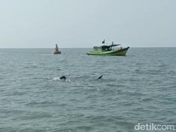 Hiu Tutul Muncul di Perairan Pasuruan, Boleh Didekati Asal Jangan Diganggu