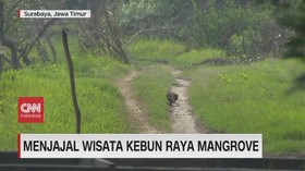VIDEO: Menjajal Wisata Kebun Raya Mangrove
