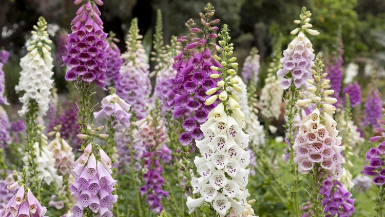 160330534 Fresh blooming purple and white foxglove in a field