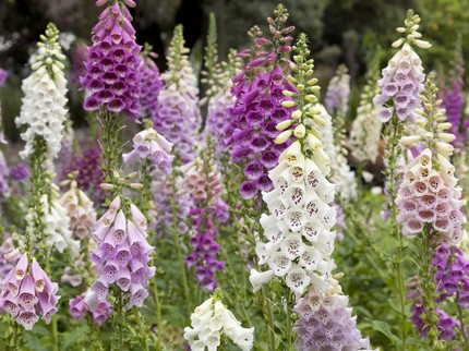 Mengenal Bunga Foxglove, Tanaman yang Bisa Jadi Obat Penyakit Jantung