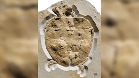 Perdana, Fosil Lengkap Penyu Kepala Besar Era Dinosaurus Ditemukan