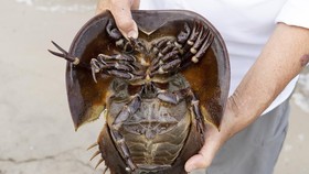 Viral Darah Biru Kepiting Tapal Kuda, Apa Manfaatnya?