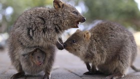 FOTO: Menengok Polah Quokka, Hewan Paling Murah Senyum di Dunia