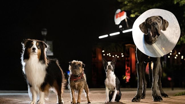 Sinopsis Strays, film untuk dewasa tentang anjing terlantar bersama anjing liar lainnya balas dendam ke pemilik. 