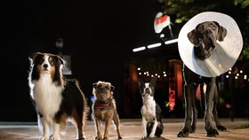 Sinopsis Strays, Usaha Anjing Terlantar Balas Dendam ke Pemilik
