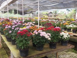 Menengok Desa Sidomulyo Tempat Budi Daya Tanaman Hias Terbesar di Kota Batu