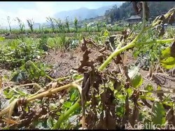 Dieng Sepekan Diterpa Embun Es, Kebun Kentang Mulai Layu