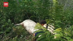 VIDEO: 2 Sapi Warga Mandailing Natal Mati Diduga Dimangsa Harimau