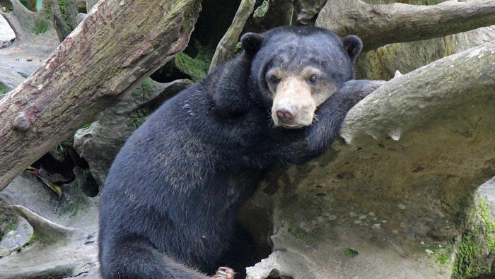 Sun Bear in a tree sleeping at the Bornean Sun Bear Conversation Centre,  Sandakan