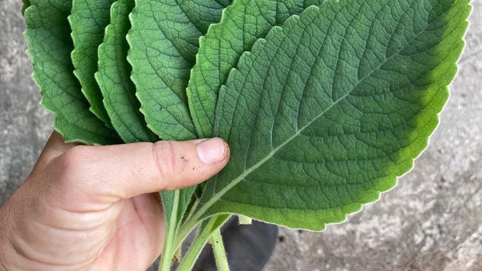 Daun Blue Spur Flower yang bisa jadi alternatif tisu toilet