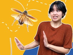 Kenapa Kecoak Suka Terbang ke Arah Kita?