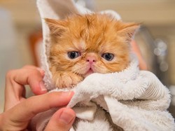 10 Cara Memandikan Kucing yang Benar, Berapa Kali Sebaiknya Dilakukan?