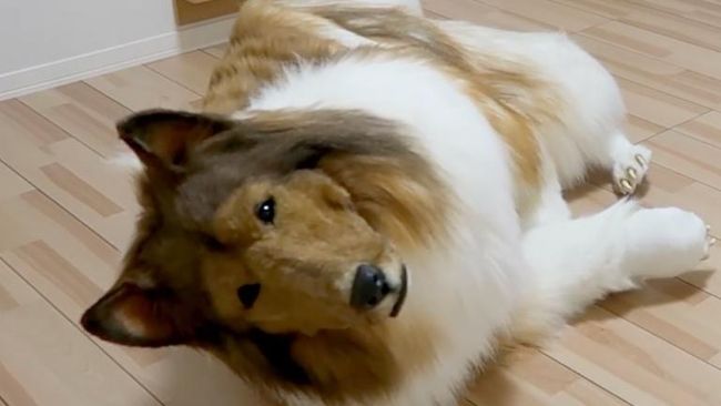 Nasib Terkini Pria yang Jalani Hidup Sebagai Anjing, Sebut Sulit untuk...
