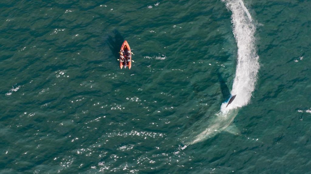 Sinopsis Meg 2: The Trench, Blockbuster Sahur Trans TV 2 Maret 2026