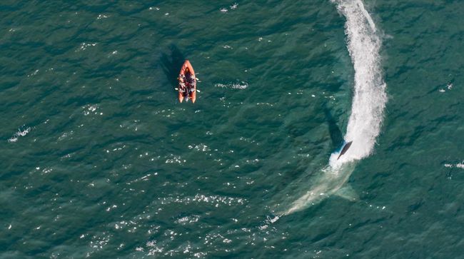 Sinopsis Blockbuster Sahur Movies Trans TV hari ini (2 Maret) Meg 2: The Trench pukul 2.00 WIB.