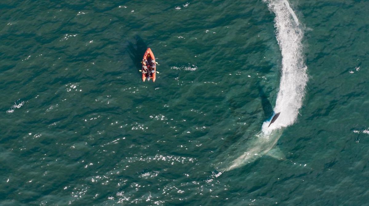 Sinopsis Meg 2: The Trench, Blockbuster Sahur Trans TV 2 Maret 2026