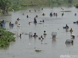 Ratusan Warga Tulungagung Berburu Ikan Mabuk