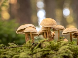 Studi Ungkap Jamur Ternyata Bisa Memengaruhi Cuaca, Kok Bisa?