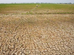 12 Kecamatan di Pandeglang Dilanda Kekeringan, 37.683 KK Terdampak