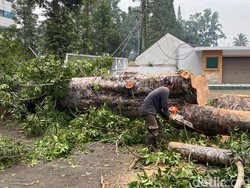 Pohon Damar Berusia 50 Tahun Tumbang di Jalan Dago Bandung