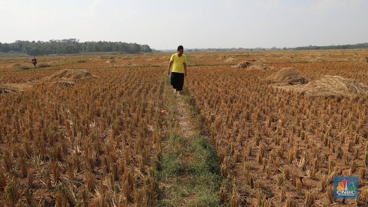 Suasana lahan pertanian yang mengalami kekeriangan akibat musim kemarau, Desa Ridogalih di Kecamatan Cibarusah, Jawa Barat, Senin (8/7/2019). (CNBC Indonesia/Muhammad Sabki/File Foto)