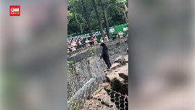 VIDEO: Penampakan Beruang Madu yang Viral Diduga Manusia Berkostum