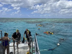 Lagi, Turis Tewas saat Diving di Great Barrier Reef, Ada Apa?
