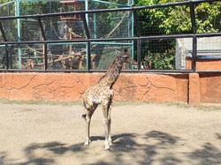 Kelahiran Akbar Bikin Maharani Zoo dan Goa Lamongan Makin Semarak