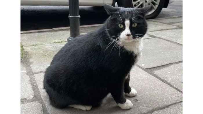 Mengenal lebih dekat kucing Gacek asal Polandia yang viral di media sosial/instagram/kotgacekeveryday