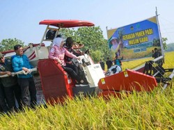 Manfaatkan Embung, Pemkab Purwakarta Sukses Panen Padi di Musim Kering