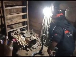 Ngeri! King Cobra 4 Meter Melawan Saat Ditangkap di Dapur Warga Trenggalek