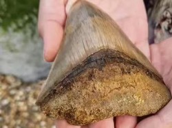 Gigi Megalodon Ditemukan Bocah 13 Tahun Saat Liburan di Pantai