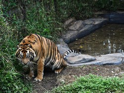 Video: Geger Harimau di Taman Safari Gigit Ban Mobil Pengunjung