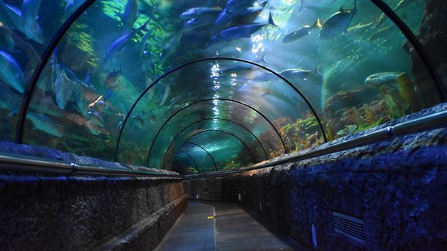 Sea World Ancol adalah tempat wisata edukasi, hiburan, dan konservasi populer di DKI Jakarta. Berikut fasilitas, lokasi, dan harga tiket masuk Sea World Ancol.