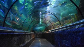 Sea World Ancol: Fasilitas, Lokasi, dan Harga Tiket Masuk 2023