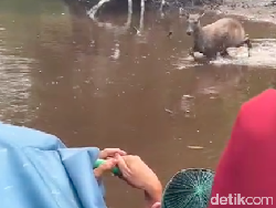 Viral Kijang Minta Tolong ke Manusia dari Kejaran Anjing, Malah Disembelih