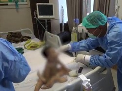 Nusra Sepekan: Siswa Aliyah Tewas Gosong-Operasi Bayi Berkaki Enam