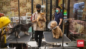 FOTO: Tak Ada Salahnya Memanjakan Anjing-anjing di Akhir Pekan