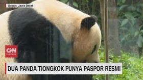 VIDEO: Dua Panda Tiongkok Punya Paspor Resmi
