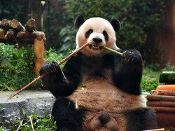 Belasan Orang Ini Tak Akan Pernah Bisa Lihat Panda Lagi