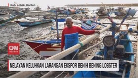 VIDEO: Nelayan Keluhkan Larangan Ekspor Benih Bening Lobster
