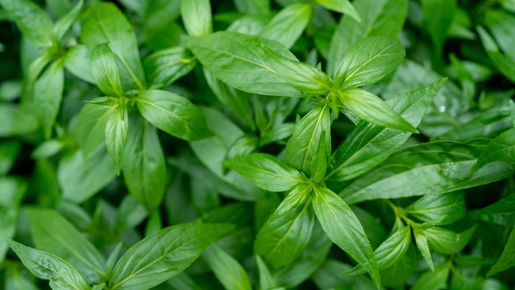 Fah Talai jhon is Thai herbs relieve sore throat, reduce fever, heat up the cold green leaves vegetable nature protect corona. Andrographis paniculata.
