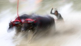 FOTO: Festival Pacu Kerbau Thailand Tandai Dimulainya Musim Tanam Padi