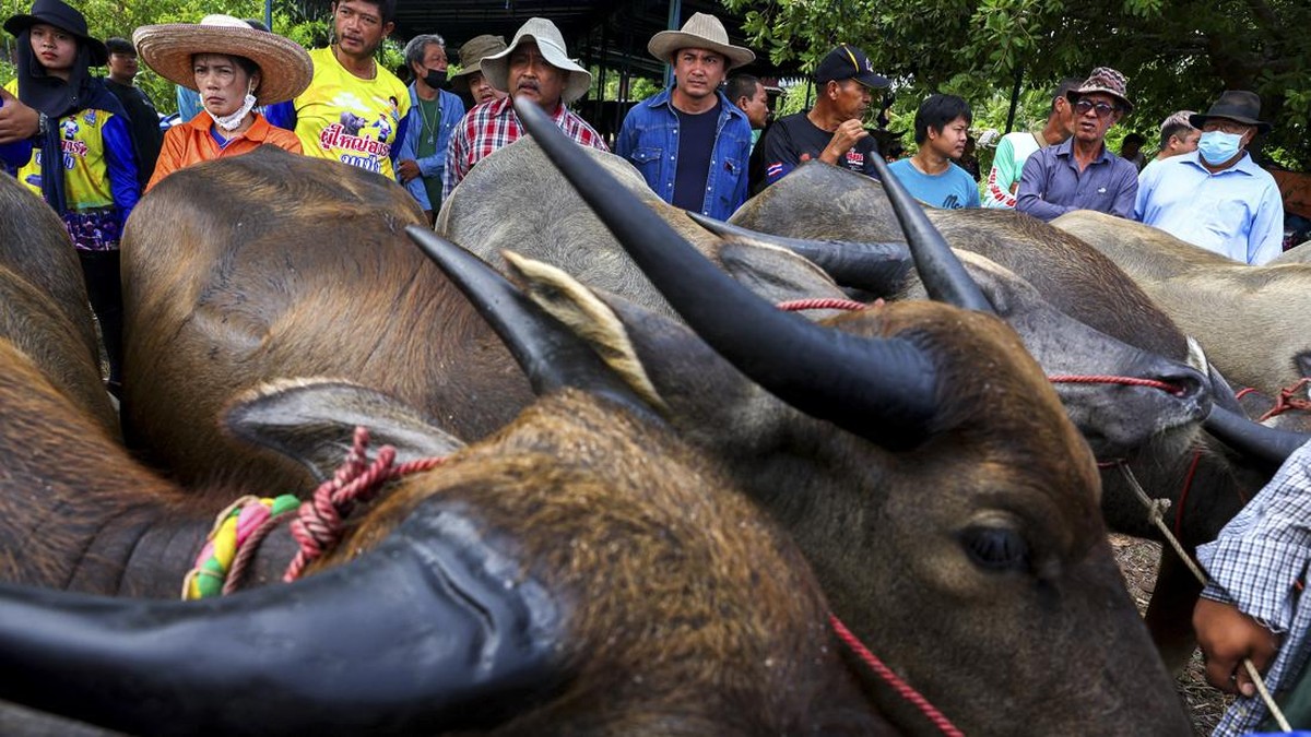 FOTO: Festival Pacu Kerbau Thailand Tandai Dimulainya Musim Tanam Padi